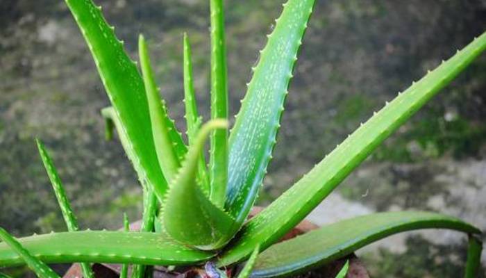 Aloe vera